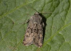 Blekt stengelfly (Luperina testacea)