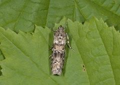 Dark Pine Knot-horn (Dioryctria abietella)