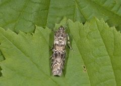 Grankonglesmalmott (Dioryctria abietella)