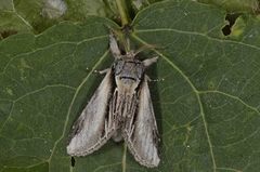 Bjørketannspinner (Pheosia gnoma)