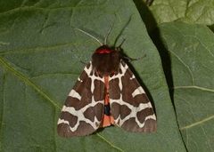 Garden Tiger (Arctia caja)