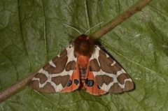 Garden Tiger (Arctia caja)