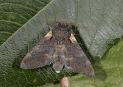 Iron Prominent (Notodonta dromedarius)