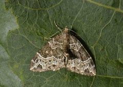 Small Phoenix (Ecliptopera silaceata)
