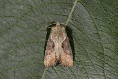 Double Lobed (Lateroligia ophiogramma)