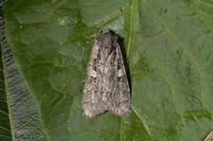 Great Brocade (Eurois occulta)