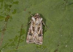 Archer's Dart (Agrotis vestigialis)