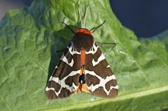 Garden Tiger (Arctia caja)