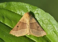 Bølgemåler (Crocallis elinguaria)