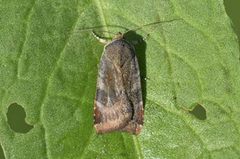 Lesser Broad-bordered Yellow (Noctua janthe)