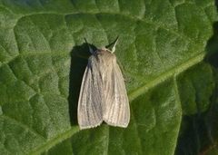 Halmgult gressfly (Mythimna pallens)