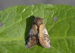 Pebble Prominent (Notodonta ziczac)