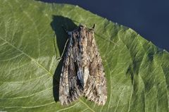 Stort engfly (Apamea monoglypha)