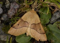 Bølgemåler (Crocallis elinguaria)