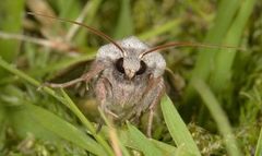 Autumnal Rustic (Eugnorisma glareosa)