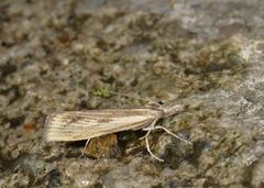 Barred Grass-veneer (Agriphila inquinatella)
