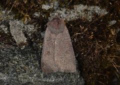 Neglected Rustic (Xestia castanea)