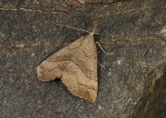 Neslenebbfly (Hypena proboscidalis)