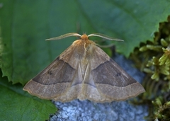 Bølgemåler (Crocallis elinguaria)