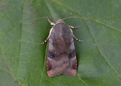 Lesser Broad-bordered Yellow (Noctua janthe)
