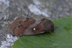 Pine Lappet (Dendrolimus pini)