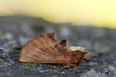 Coxcomb Prominent (Ptilodon capucina)