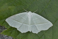 Light Emerald (Campaea margaritaria)