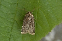 Røsslyngfly (Lycophotia porphyrea)