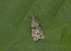 Ground-moss Grey (Eudonia truncicolella)