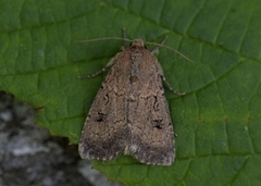 Double Dart (Graphiphora augur)