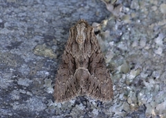 Stort engfly (Apamea monoglypha)