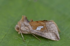 Storflekket metallfly (Autographa bractea)