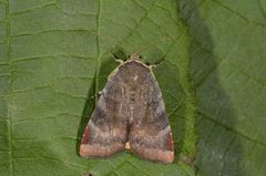 Lesser Broad-bordered Yellow (Noctua janthe)