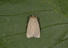 Halmgult gressfly (Mythimna pallens)