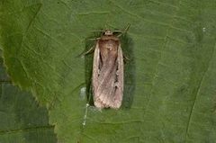 Flame Shoulder (Ochropleura plecta)