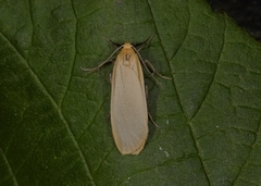 Buff Footman (Eilema depressa)