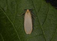 Barlavspinner (Eilema depressa)