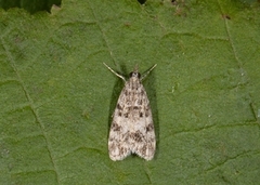Little Grey (Eudonia lacustrata)