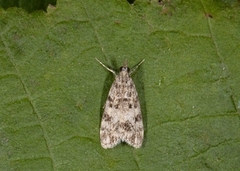 Skogmosemott (Eudonia lacustrata)