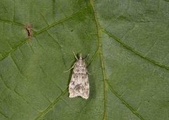 Ground-moss Grey (Eudonia truncicolella)
