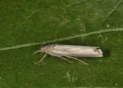 Yellow Satin Veneer (Crambus perlella)