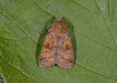 Barred Chestnut (Diarsia dahlii)