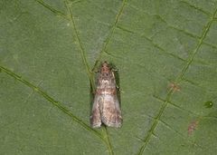 Rognesmalmott (Acrobasis advenella)
