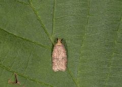 Agonopterix ciliella/heracliana