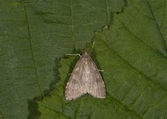 Dusky Pearl (Udea prunalis)