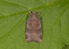 Lesser Broad-bordered Yellow (Noctua janthe)