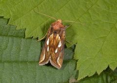 Langstreket metallfly (Plusia festucae)