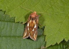 Langstreket metallfly (Plusia festucae)