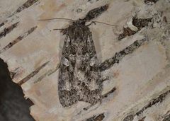 Great Brocade (Eurois occulta)