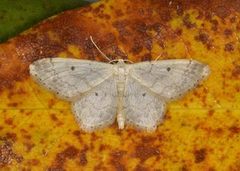 Randengmåler (Idaea biselata)